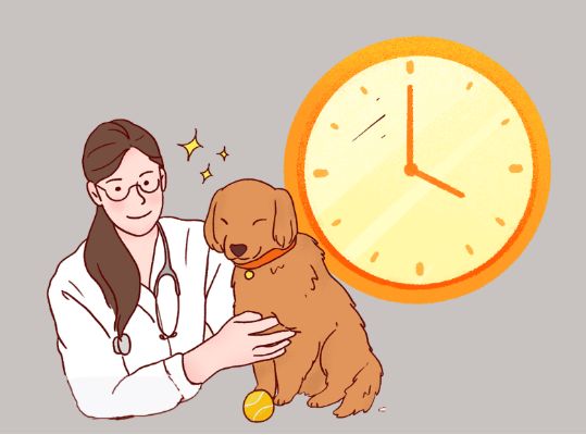 狗狗体外驱虫多久一次？