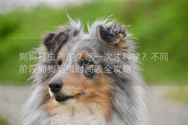 狗狗打虫药多久吃一次才科学？不同阶段狗狗驱虫时间表全攻略