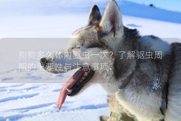 狗狗多久体内驱虫一次？了解驱虫周期的重要性与注意事项
