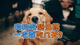 狗狗驱虫应该多久进行一次呢?