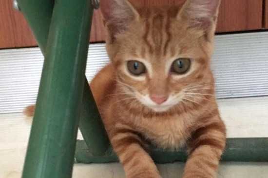 猫咪体内驱虫3~6个月一次