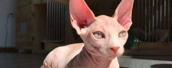 猫咪体内驱虫3~6个月一次