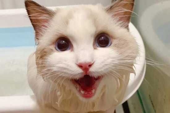 猫咪体内驱虫3~6个月一次