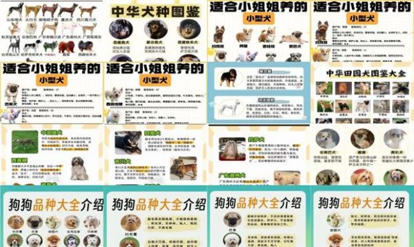 宠物狗品种名字及图片中国