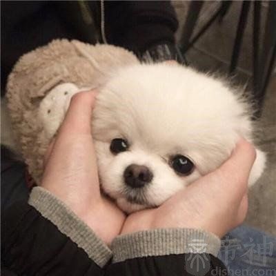 文雅而搞笑的宠物名