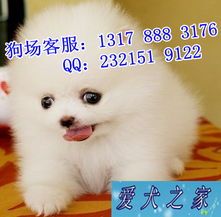 中山哪里有狗市场?