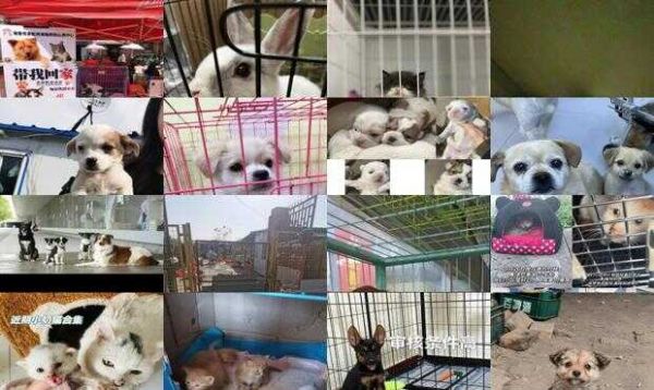 长春宠物救助领养中心电话