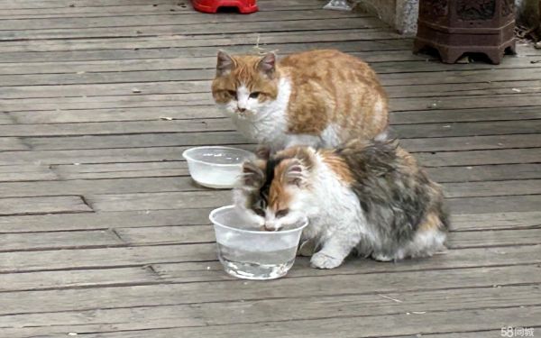 免费领养小猫咪