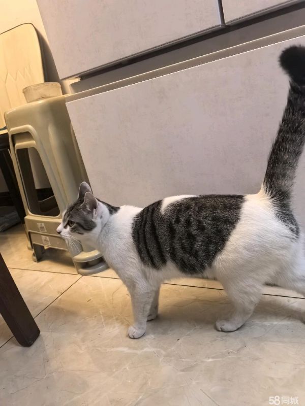 9个月大猫咪免费赠送