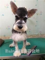 沈阳宠物美容 沈阳宠物美容店 baby