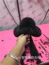 纯种 沈阳宠物婚介配种baby沈阳宠物婚介