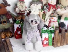 沈阳宠物用品 baby 沈阳宠物用品批发