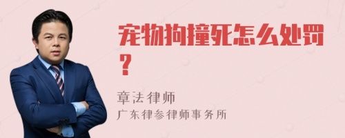 宠物狗撞死怎么处罚?