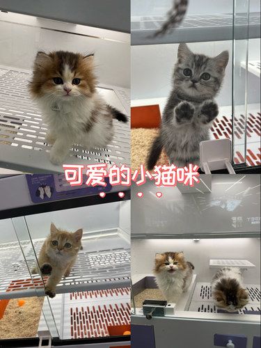 可爱的小猫咪