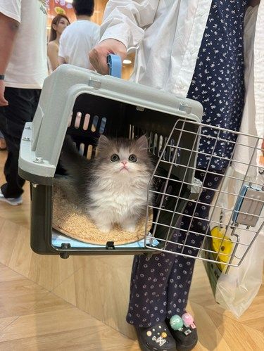 杭州买矮脚猫必推荐！！！
