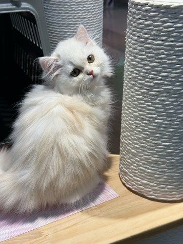 杭州天虹购物中心颜值猫舍～猫九亿