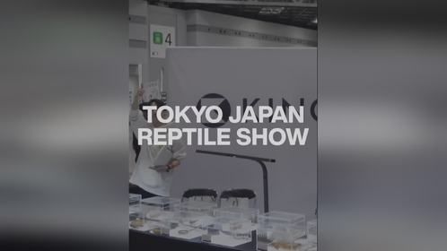 10月5日，日本东京#爬宠展 ，敬请关注。爬宠 异宠 亚宠展