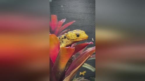金龙，墨西哥#绿树鳄蜥 。#爬宠 #异宠 #爬宠日常 #金龙