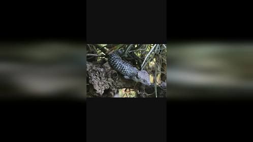 墨西哥#绿树鳄蜥 到底有多少种颜色？#爬宠 #异宠 #鳄蜥