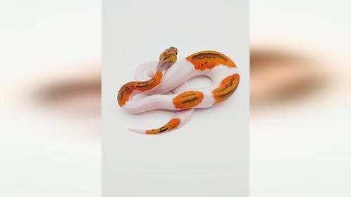 #宠物蛇 #球蟒 #爬宠 #异宠 #爬宠日常