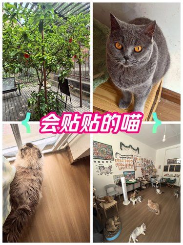 三里庵附近的小院猫咖