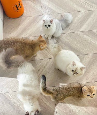 小猫咪的治愈值100%