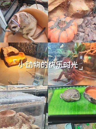 触摸小动物的快乐时光上篇