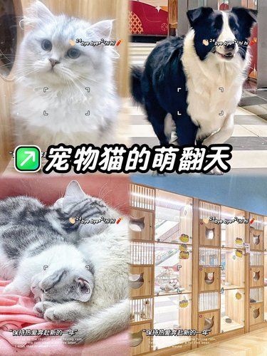 被治愈到！曹杨路这家宠物店藏着“毛孩子天堂”