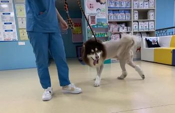 峨眉哪里有宠物医院