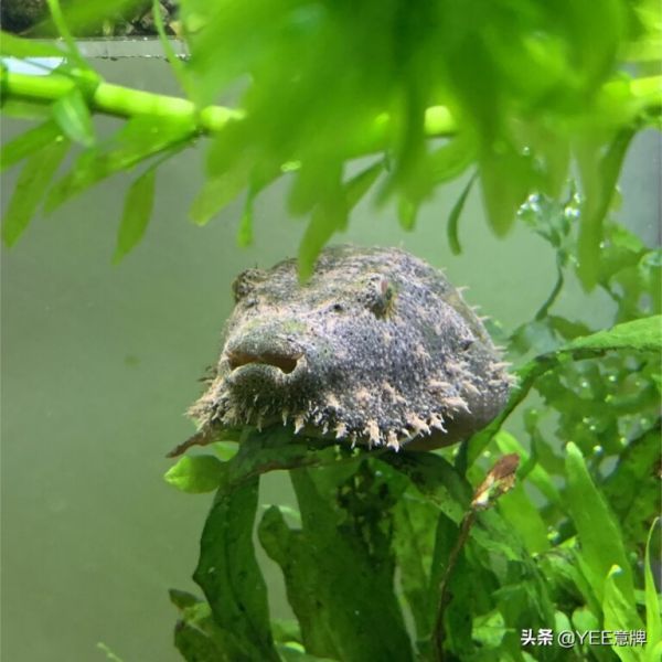 河豚有毒，这些地方别乱碰