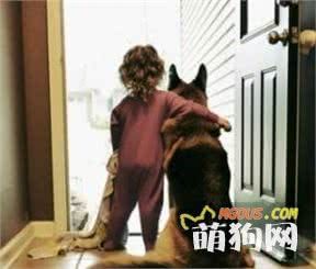 10种适合有孩童家庭养的狗狗！