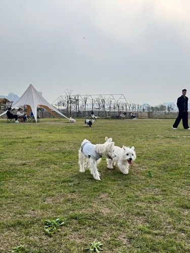 狗狗也有大乐园啦