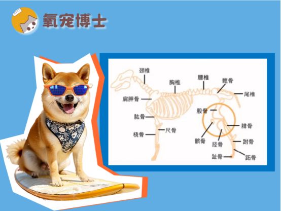 狗狗髌骨脱位能慢慢自愈吗？
