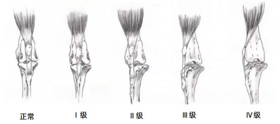 狗狗髌骨脱位