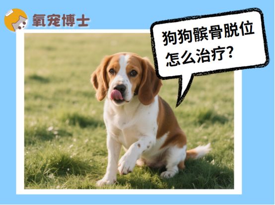 狗狗髌骨脱位怎么办？