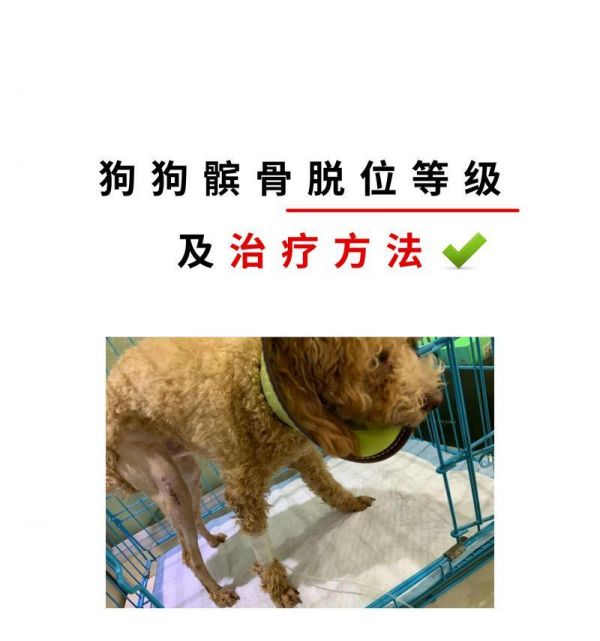 狗狗髌骨脱位（了解如何确诊和治疗狗狗髌骨脱位的方法）