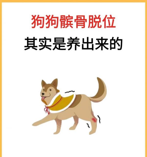 泰迪髌骨脱位（了解泰迪髌骨脱位的常见症状和发生原因，保护宠物的健康和幸福。）