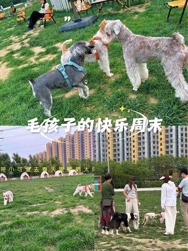 毛孩子的快乐周末