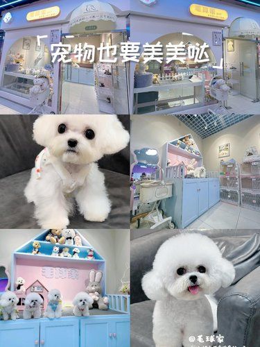 北京哪里买宠物最靠谱？