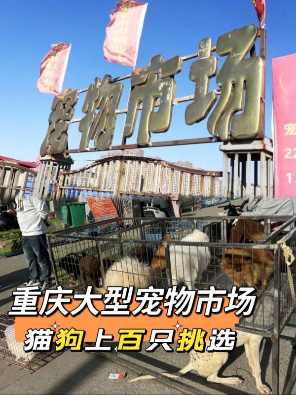 四平宠物狗商家-四平宠物店电话号码