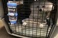 四平宠物猫咪托运宠物飞机托运