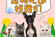 宠物托运）四平宠物托运邮寄航空托运宠物