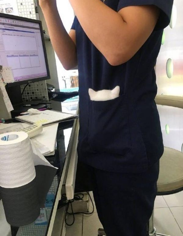 看看宠物医院工作人员的日常，宠主们羡慕不来？！