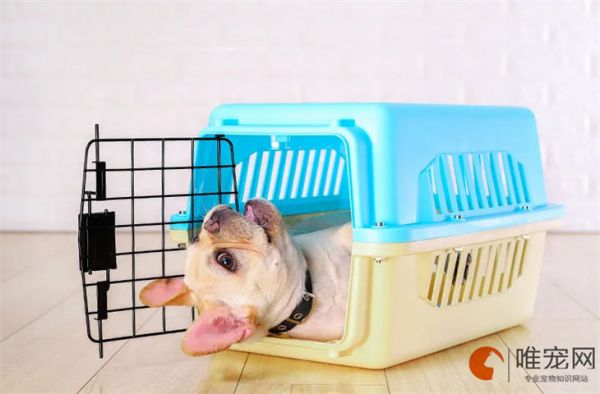 宠物托运死亡率很高吗 飞机托运痛苦吗