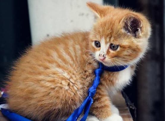 宠物猫托运车_猫汽车托运_托运宠物猫车怎么收费