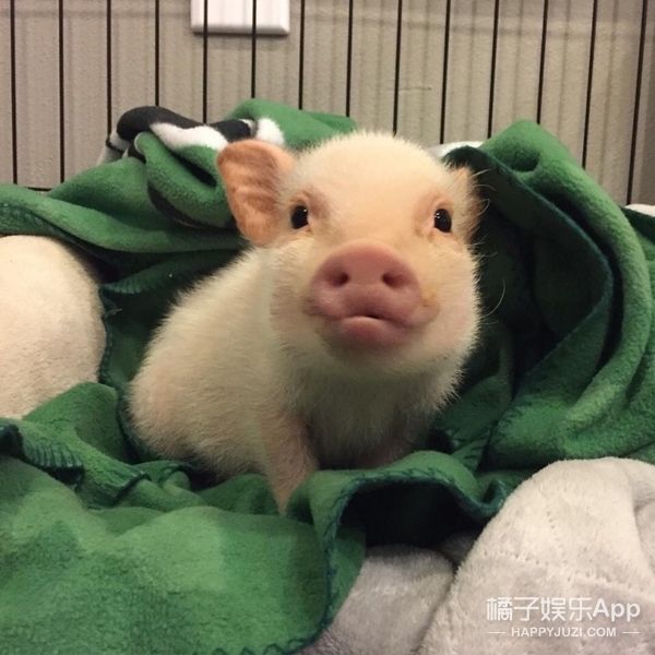 继吸猫吸狗之后又开始流行吸猪,这只中国网红猪竟然红到了国外