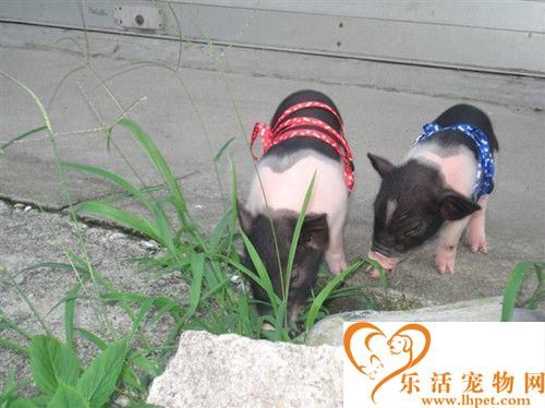 小香猪吃什么 主要食物为稀饭和白面馒头