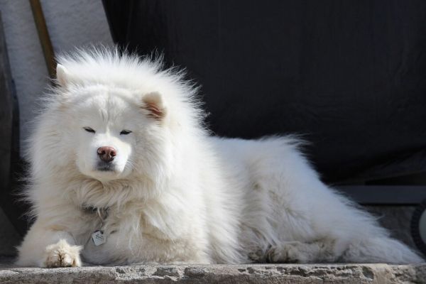 萨摩耶可爱图片 萨摩耶犬好看的图片大全