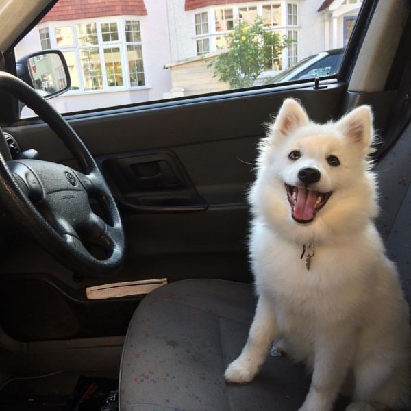 超可爱的银狐犬图片大全 日本银狐犬好看的正面