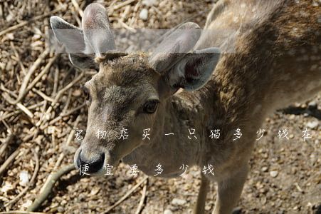 宠物店买一只猫多少钱(在宠物店买一只猫最便宜要多少钱)